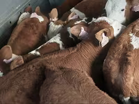 Ցուլ, Simmental cattle — լուսանկար 5