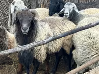 Խոյ, Karakul sheep — լուսանկար 1