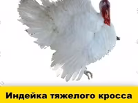 Chickens — Foto 2