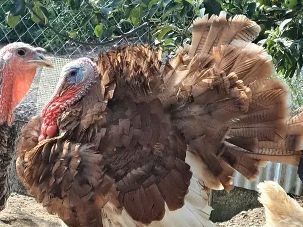 Turkeys — 亚美尼亚