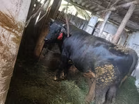 公牛, Cattle — 照片 1