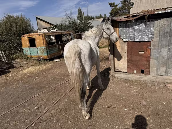 Ат, Аттар