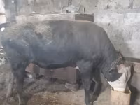Bull, Russian Black pied cattle — photo 5