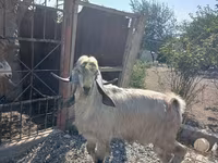 Արու այծ, Damask goat — լուսանկար 1