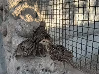 Guinea fowl — photo 3