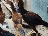 Chickens — 4-сурет