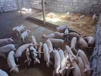 Էգ խոզ, Խոզեր — լուսանկար 2