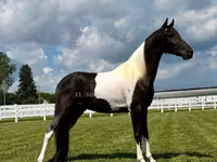 Caballo, Tennessee Walking Horse — foto 2