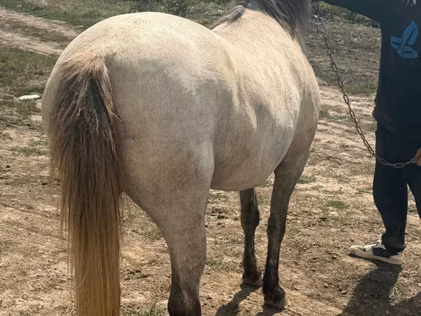 母马, Horses