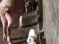 मादा सूअर, सूअर — फ़ोटो 6