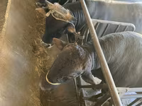 Bull, Swiss cattle — photo 1
