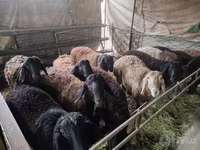 Խոյ, Edilbay sheep — լուսանկար 5