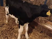 Ցուլ, Simmental cattle — լուսանկար 6