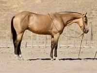 Hengst, Quarter Horse — Foto 2