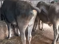 Ցուլ, Russian Black pied cattle — լուսանկար 8