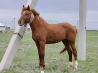Hengst, Budyonny horse — Foto 1