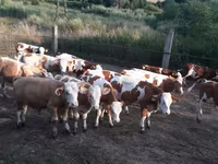 सांड, Simmental cattle — फ़ोटो 4