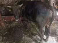 ثور, الماشية — الصورة 3