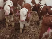 Ցուլ, Simmental cattle — լուսանկար 5