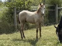 Horse (M), Kentucky mountain daddle horse — photo 6