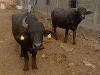 Vaca, Búfalo Africano — foto 1
