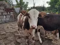 Ցուլ, Simmental cattle — լուսանկար 3