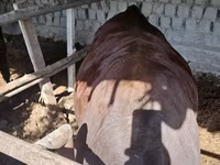 Ցուլ, Red Estonian cattle — լուսանկար 1