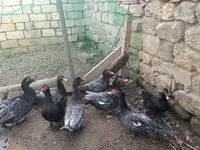 لافندر — الصورة 3