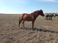 Stute, Mugalzhar horse — Foto 7