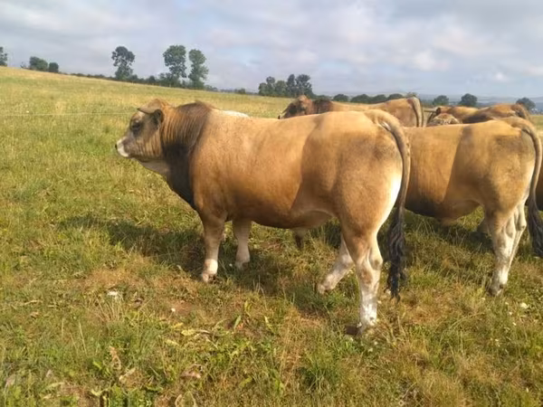 Ցուլ, Aubrac cattle