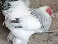 براهما — الصورة 1