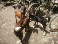 Էգ այծ, Black Bengal goats — լուսանկար 2