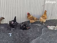 Danish hen — photo 1
