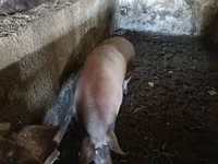 خنزير ذكر, الخنازير — الصورة 1