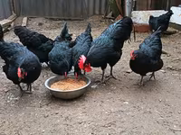 Australorp — photo 6