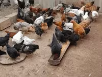 Chickens — photo 3