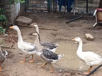 Geese — Foto 3