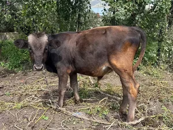Ցուլ, Խոշոր եղջերավոր — Հայաստան