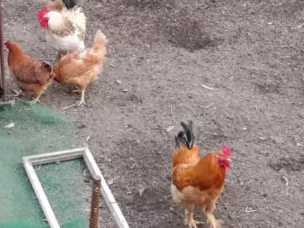 Chickens — Հայաստան