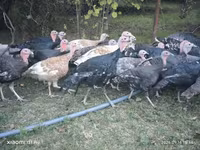 Turkeys — फ़ोटो 1
