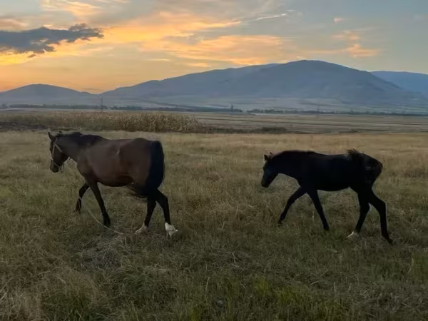 Էգ ձի, Ձիեր — Հայաստան