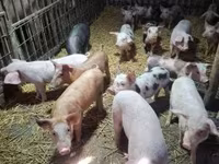 Sow, Pigs — photo 4