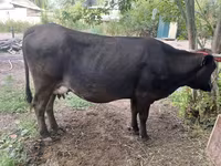 Կով, Swiss cattle — լուսանկար 2