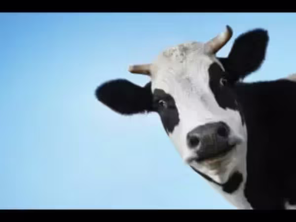 Կով, Russian Black pied cattle