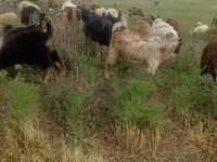 Էգ այծ, Այծեր — լուսանկար 2