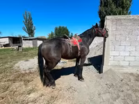 Cavalo, Karabair horse — foto 4