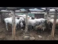 Էգ ձի, Ձիեր — լուսանկար 2