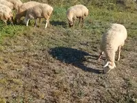 Sheep, Karabakh sheep — photo 6