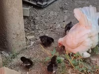 Chickens — الصورة 1