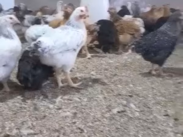 Chickens